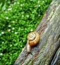 snail.