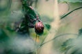 Snail, snailshell Closeup sitting on a blade of grass