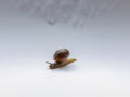 Snail Royalty Free Stock Photo