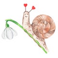 A snail on a snowdrop flower. Watercolor illustration. Isolated on a white background. For design. Royalty Free Stock Photo
