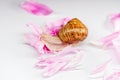 Snail and soft pink fresh flower petals Royalty Free Stock Photo