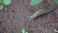 A snail in the soil at Bangalore, India.