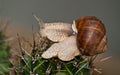 Snail on spines