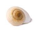 Snail spiral shell isolated on the white background Royalty Free Stock Photo