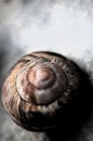 Snail spiral shell