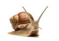 Snail with a spiral shell on a white background. The shell displays Royalty Free Stock Photo