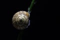 Snail stands on the branch