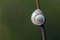 Snail on stick closeup Royalty Free Stock Photo