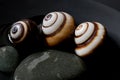 Snail still life