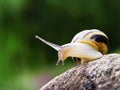 Snail on the stone Royalty Free Stock Photo