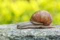 Snail on a stone Royalty Free Stock Photo