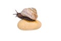 Snail on the stone Royalty Free Stock Photo