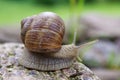 Snail on a stone