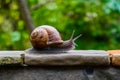 Snail on a stone wall, slow paced wildlife movement photo Royalty Free Stock Photo