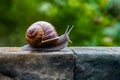 Snail on a stone wall, slow paced wildlife movement photo Royalty Free Stock Photo