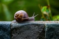 Snail on a stone wall, slow paced wildlife movement photo Royalty Free Stock Photo