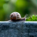 Snail on a stone wall, slow paced wildlife movement photo Royalty Free Stock Photo