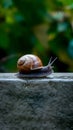 Snail on a stone wall, slow paced wildlife movement photo Royalty Free Stock Photo