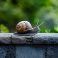 Snail on a stone wall, slow paced wildlife movement photo Royalty Free Stock Photo