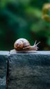 Snail on a stone wall, slow paced wildlife movement photo Royalty Free Stock Photo