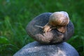 Snail on stones