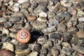 Snail on stones, animal abstract background Royalty Free Stock Photo