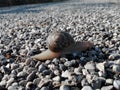 Snail on stones asphalt Royalty Free Stock Photo