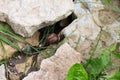 Snail in the stones and leaves close Royalty Free Stock Photo