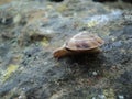 Snail on the stones. Pet. Cosmetics anti age and other products Royalty Free Stock Photo