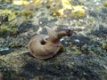 Snail on the stones. Pet. Cosmetics anti age and other products