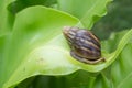 Snail is the stool on leave in nature Royalty Free Stock Photo