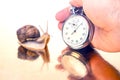 Snail and stopwatch in hand on a golden background. Speed concept. Measuring time at a distance. Finish in sports