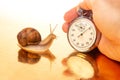 Snail and stopwatch in hand on a golden background. Speed concept. Measuring time at a distance. Finish in sports