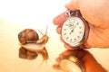 Snail and stopwatch in hand on a golden background. Speed concept. Measuring time at a distance. Finish in sports