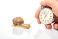 Snail and stopwatch on a white background. Concept speed. Measuring time in a distance. Finish in a competition in sports.