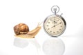 Snail and stopwatch on a white background. Concept speed. Measuring time in a distance. Finish in a competition in sports.