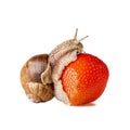 Snail eat strawberries as concept for snail control