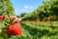 snail on a strawberry with softfocus fruit orchard in the background