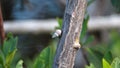 Snail on a mangrove stick at the Anne Kolb Nature Center Royalty Free Stock Photo