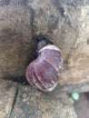 This snail is stuck to the sewer wall Royalty Free Stock Photo