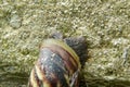 snail stuck to the wall Royalty Free Stock Photo