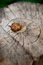 Snail on the stump Royalty Free Stock Photo