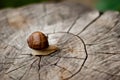 Snail on the stump Royalty Free Stock Photo