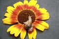 Snail on a sunflower blossom Royalty Free Stock Photo