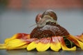 Snail on a sunflower blossom. Royalty Free Stock Photo