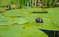 Snail on the surface of a lily leaf. River flora and fauna