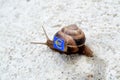 Snail with with symbols of money on a shell Royalty Free Stock Photo