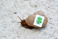 Snail with with symbols of money on a shell Royalty Free Stock Photo
