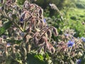 Snail and Tailwort or Borago officinalis