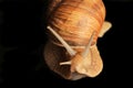 Snail tentacles Royalty Free Stock Photo